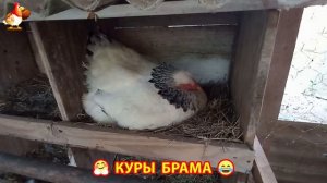 Куры Брама с лохматыми лапами прекрасные несушки (72)