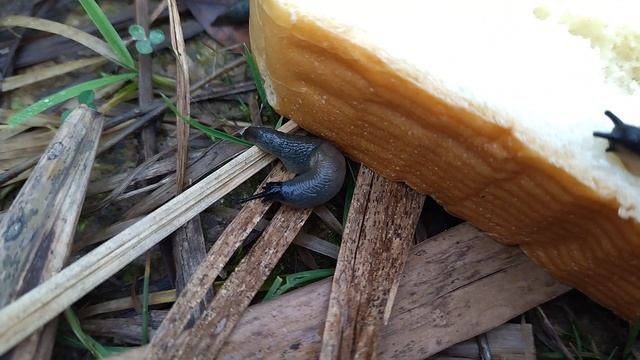 завтрак у улиток смотреть онлайн