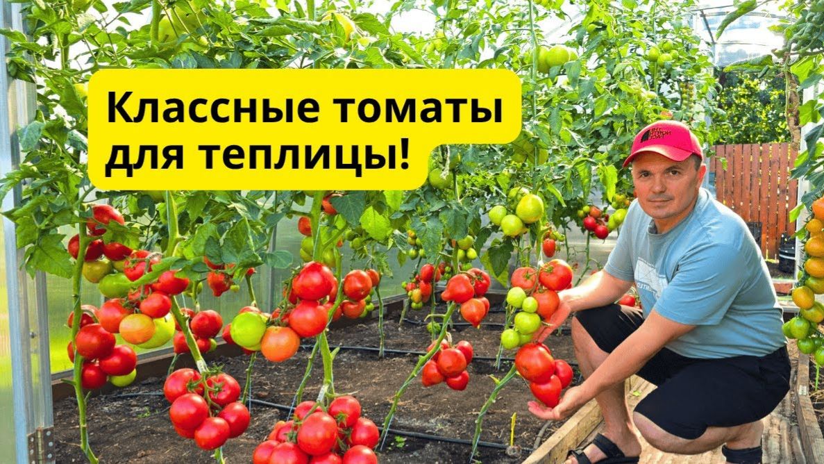 7 высокорослых томатов, которые завалят вас урожаем. Проверено в теплице. смотреть онлайн