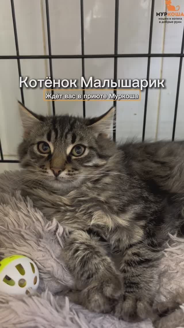 Малышарик (уже дома) смотреть онлайн