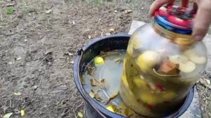 Пробую готовые мочёные яблоки.Часть 2