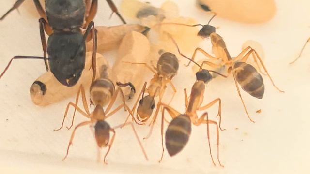 «Обновление семьи Camponotus fellah» смотреть онлайн