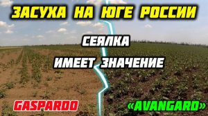 Подсолнечник 2025, посеянный сеялкой ЛВС сервис АВАНГАРД. Анкер против диска.