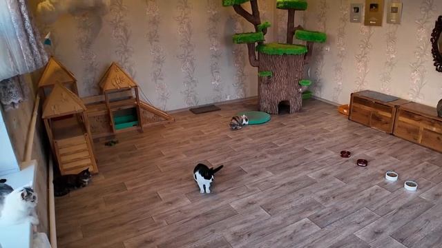 что делают коты когда нас нету анука давай-ка