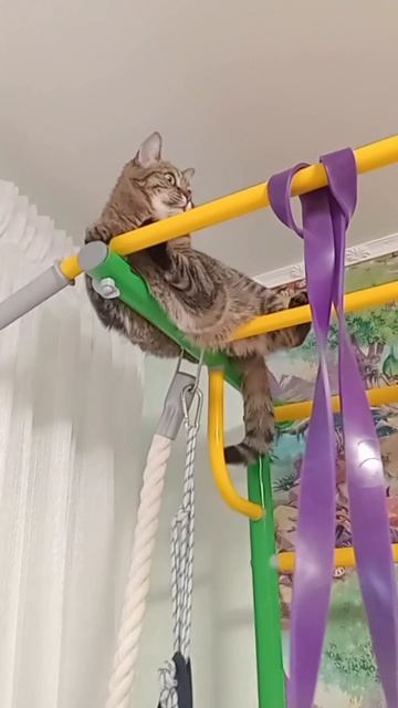 ЖИЗНЬ КОТОВ 