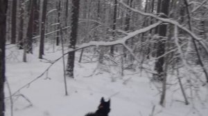 Охота на соболя. сезон 2025 год. Якутия.