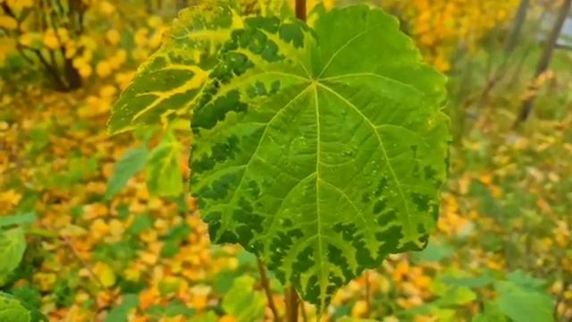 Невеста обомлела узнав в лучшем друге жениха, бывшего любовника... смотреть онлайн