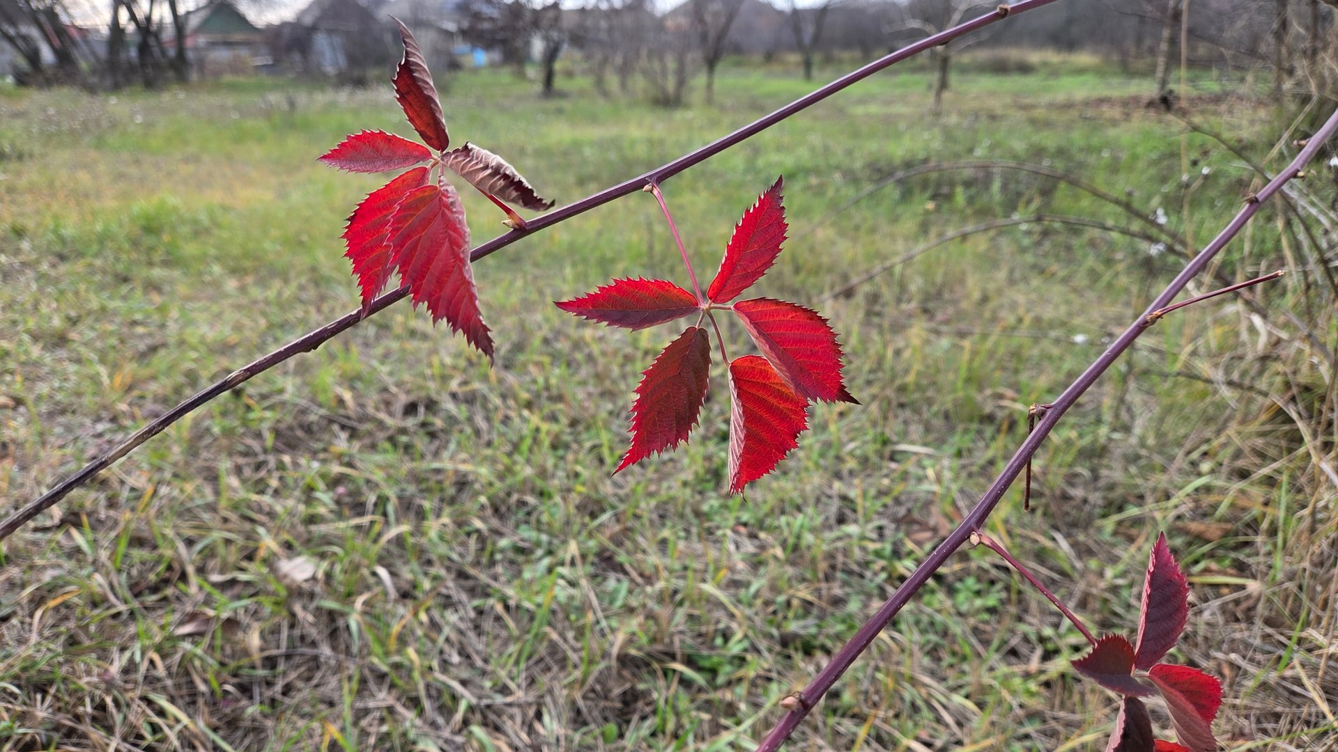 ПРЕКРАСНАЯ ОСЕНЬ РАДУЕТ ПОСЛЕДНИМИ КРАСКАМИ СВОЕЙ ИНДИВИДУАЛЬНОСТИ/ВСПАХАЛИ ОГОРОД/НОВАЯ ТАБЛИЧКА
