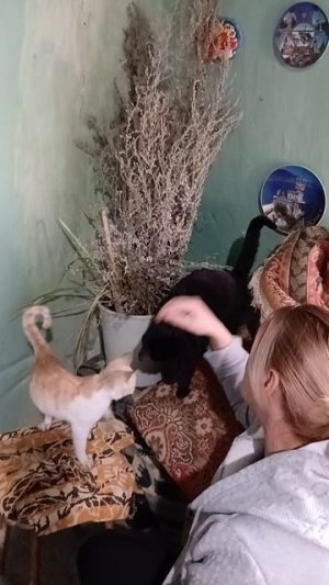 Любимый котик выздоровел