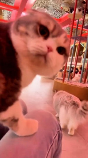 😂 МУХА ЗАСТРЯЛА 🙀 | ЖАРКАЯ НОЧКА 🤣 | ОЗВУЧКА ОТ ROMEO 🔥 | #говорящийкот #озвучка #угараю