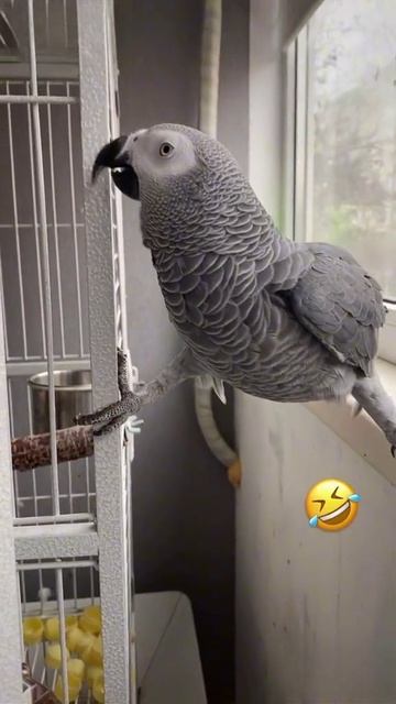 Попугай смотреть онлайн