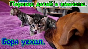 Д.р. Саши - 12 лет. Боря съехал. Переезд детей в другие комнаты. (11.25г.) Семья Бровченко.