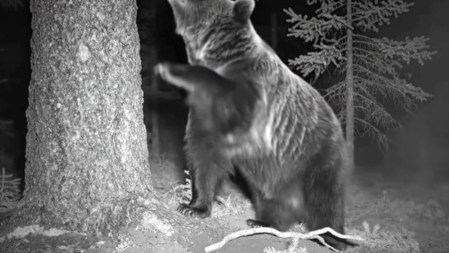 Мишка видео фото ловушки смотреть онлайн