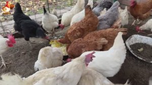 Куры осенью очень счастливы 🤗😂😜  (12)