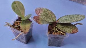 16-11-2025.Пересадка орхидей.