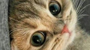 открытки с добрым воскресным утром красивые бесплатно - видео открытка с добрым воскресном утром