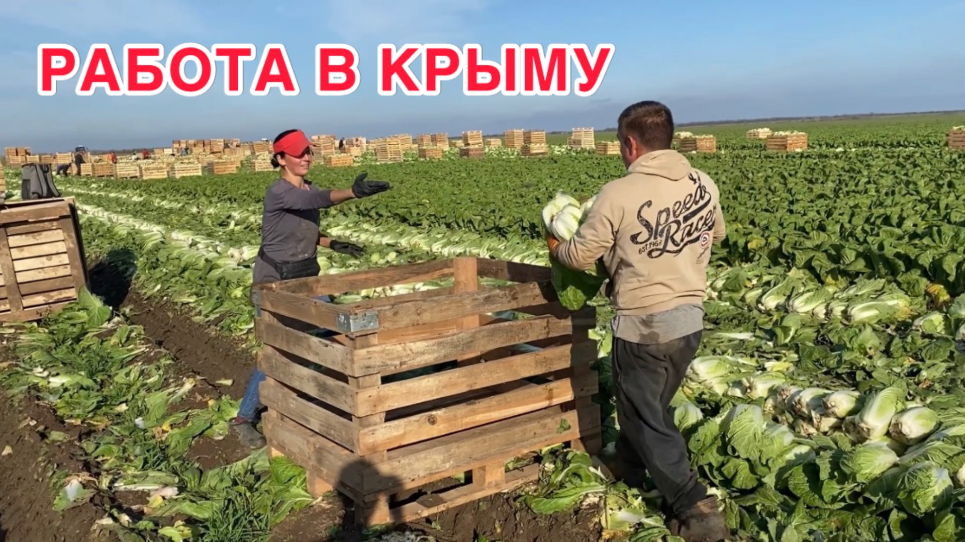 Собираем картофель, пекинку 🥬 / ноябрь 2025 смотреть онлайн