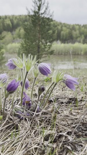 Весна: Пробуждение природы. Цветут цветы, зеленеют деревья. Красота весенней России