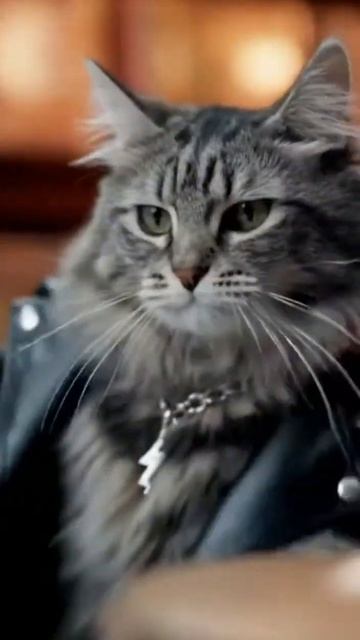 Кот-барабанщик #нейросетьзахватитмир #прикольныекоты #cat #веселыекоты #котбарабанщик #ии #иикот #ai