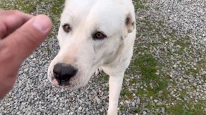 Алабай стала нянькой для щенков