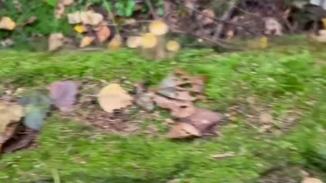 Грибочки гроздьями!🍁🍂🍁 смотреть онлайн