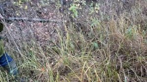 Золотой октябрь #14