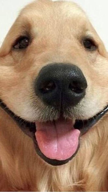 Великолепные псы. смотреть онлайн