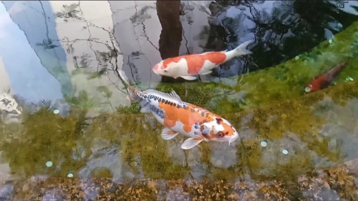 Музыка для релаксации, красивая флейта. Карпы кои в парке Галицкого Краснодар смотреть онлайн