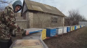 Облет пчел матки начинают сеять