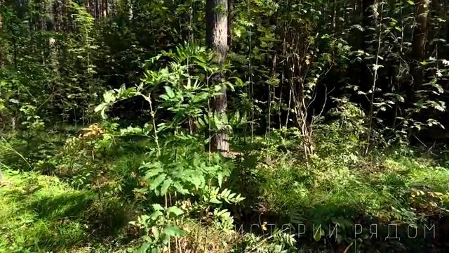 Забытый запах счастья смотреть онлайн