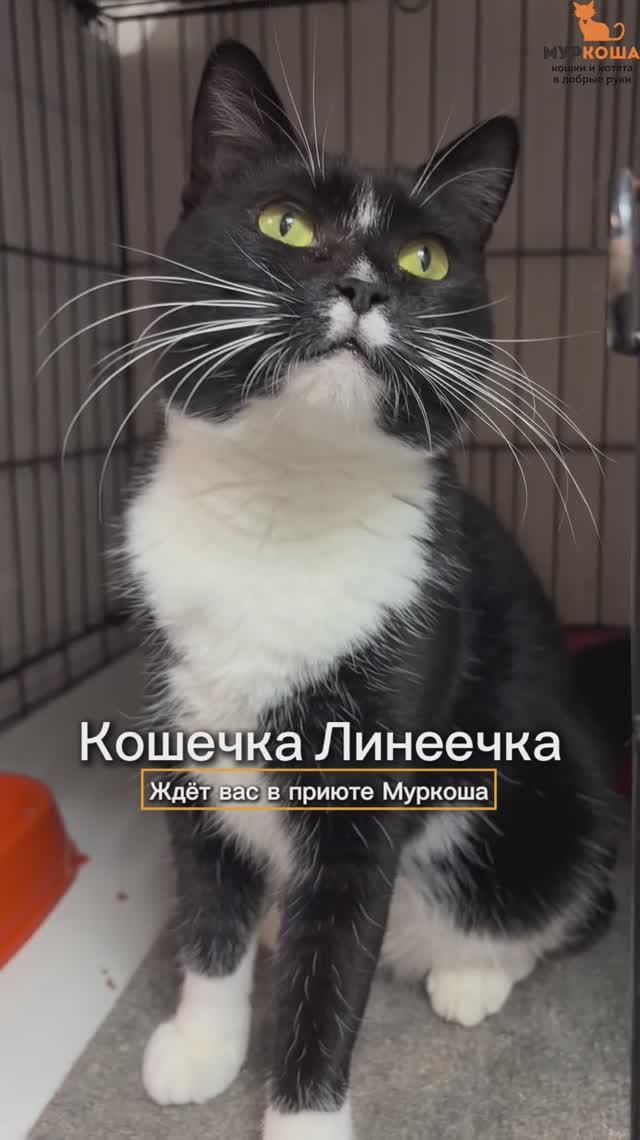 Линеечка ждёт вас в приюте #Муркоша смотреть онлайн