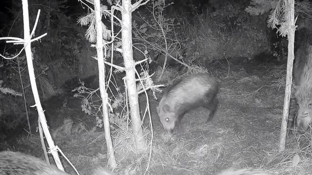 Фото ловушка смотреть онлайн
