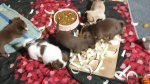 Аполлон, Бэшки и их МАМА едят пекинскую капусту #цены ОТ 35 тр #купитьщенкачихуахуапродаю