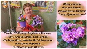 Обзор сортов Фиалок Химер! Размножение Фиалок Химер Цветоносами!
