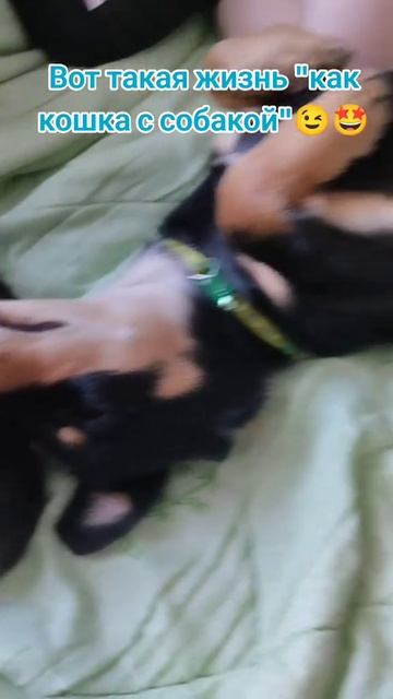 Вот такая жизнь 