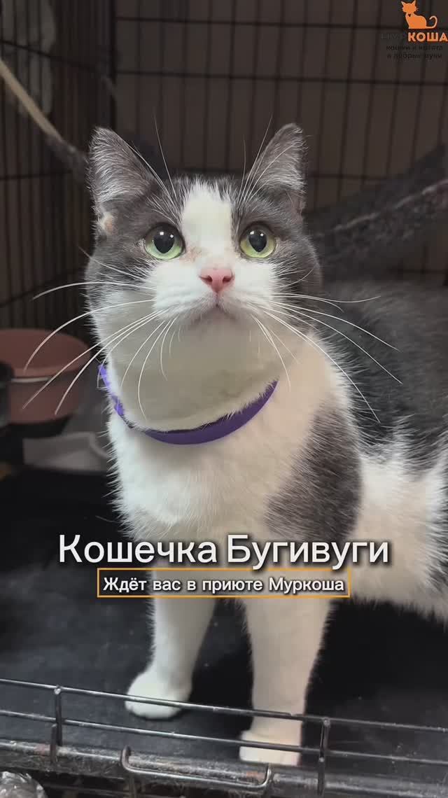 Бугивуги ждёт вас в приюте #Муркоша смотреть онлайн