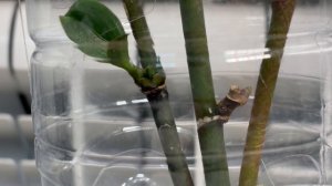 Орхидеи 🌺 Цветоносы в бутылке . Ноябрь 🌱🌱