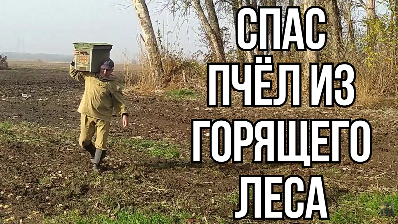 Спасли Пчёл из Сгоревшего Леса смотреть онлайн