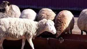 Выпускники “Школы фермера” развивают агростартапы