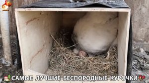 Цыплята и Курочки селяночки лучшие беспородные несушки 🥚 (382)