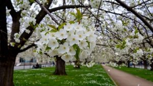 Позвони мне сынок раз в неделю хотя бы