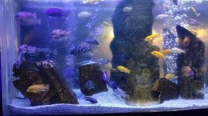 В мире животных. Океанариум 🐠