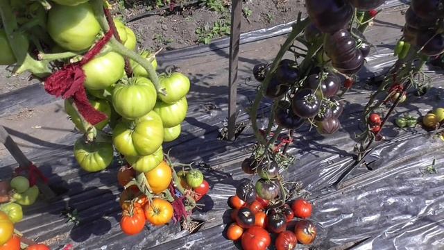 Томат Куум. №742 в каталоге. Обзор в открытом грунте. смотреть онлайн