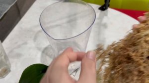 Две орхидеи в мусор и одну на наращивание корней