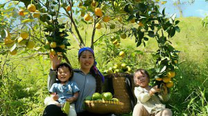 Собираем урожай апельсинов для продажи на рынке.Готовлю питательную кашу для двоих детей. Вьетнам