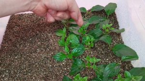 черенкование крупнолистной и метельчатой гортензии