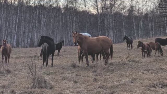 Удивительные кони. Нурали смотреть онлайн