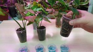 про гели для укоренения