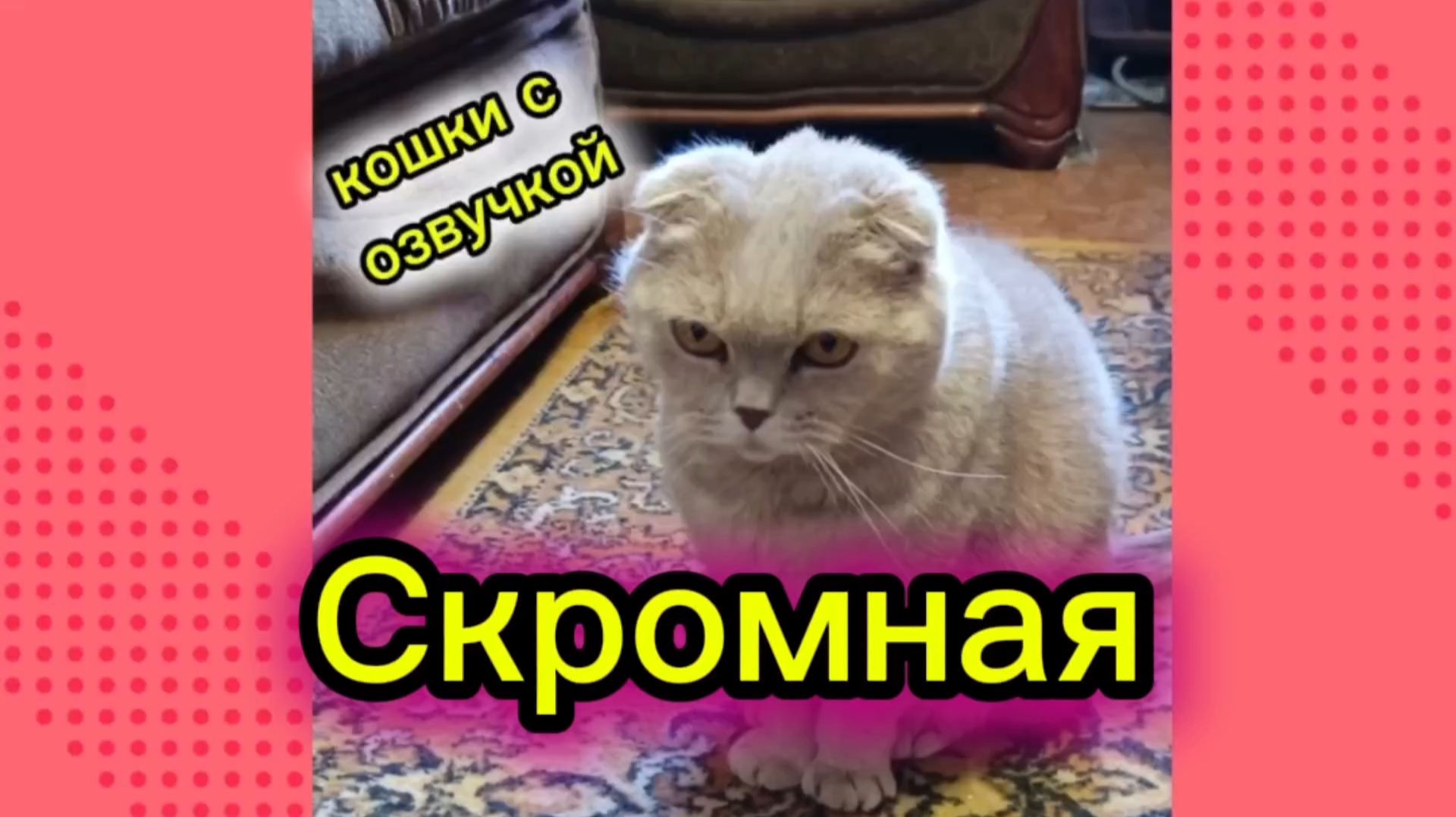 Кошки с озвучкой. смотреть онлайн