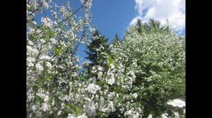 Я тебя позову стихи Светлана Гореликова исп фото Татьяна Талызина муз Виктор Воронцов